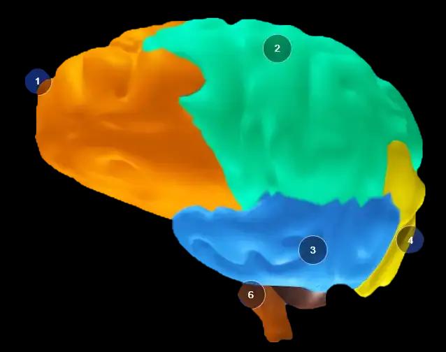 3D brain anatomy